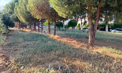 Sarıgöl'ün yeşil dönüşümü başladı