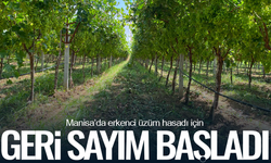 Manisa'da erkenci üzüm hasadı için geri sayım başladı