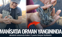 Manisa'da orman yangınında alevlerin arasında kalan 3 yavru tavşan kurtarıldı