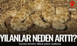 Yılanlarla karşılaşınca ne yapılmalı? Uzmanı anlattı