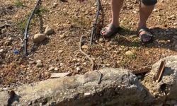 Yılanı öldürdüm’ deyip çektirdiği video başına iş açtı