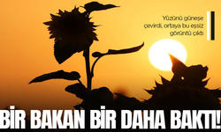 Güneşe dönen tarlalar Manisa'da görsel şölen oluşturdu