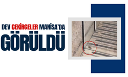 Balkanlar’dan gelen dev çekirgeler Manisa’da görüntülendi