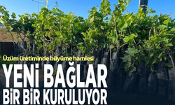 Üzüm üretiminde büyüme hamlesi...Yeni bağlar bir bir kuruluyor