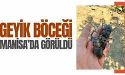 Geyik böceği Manisa'da görüldü