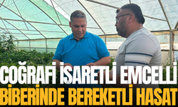 Coğrafi İşaretli Emcelli biberinde bereketli hasat