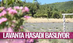Yunusemre'de lavanta hasadı başlıyor