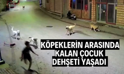 Köpeklerin arasında kalan çocuk dehşeti yaşadı