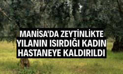 Manisa'da zeytinlikte yılanın ısırdığı kadın hastaneye kaldırıldı