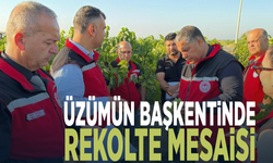 Üzümün başkentinde rekolte mesaisi