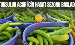 Emcelli'nin doğal acuru tezgahlardaki yerini aldı