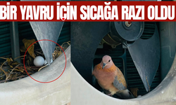 Manisalı vatandaş bir güvercin için sıcağa meydan okudu