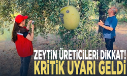 Zeytin üreticileri dikkat! Kritik uyarı geldi