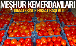 Meşhur Kemerdamları domatesinde hasat başladı