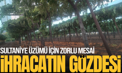 Dünyaca Ünlü Sultaniye Üzümü İçin Zamanla Yarış Başladı