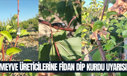 Meyve üreticilerine fidan dip kurdu uyarısı