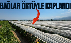 Manisa'da bağlar örtü altında