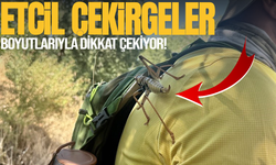 Boyutlarıyla dikkat çeken çekirgeler