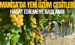 Bağlarda heyecanlandıran hasat! Yeni üzüm çeşitleri görücüye çıktı