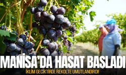 Manisa'da üzüm sezonu açıldı! Rekolte için dikkat çeken açıklama