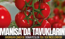 Manisa'daki domatesler güvenli mi?