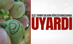 Manisa'da bağ üreticilerine salkım güvesi uyarısı