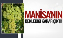 Manisa'da üzüm üreticisinin beklediği gün geldi! Takvim netleşti!