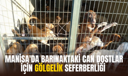 Manisa’da Barınaktaki Can Dostlar İçin "Gölgelik" Seferberliği