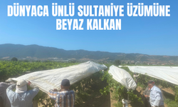Dünyaca ünlü Sultaniye üzümüne beyaz kalkan