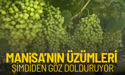 Manisa'nın üzümleri şimdiden göz dolduruyor