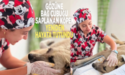 Gözüne bağ çubuğu saplanan köpek yeniden hayata tutundu