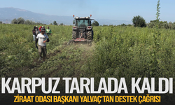 Karpuz tarlada kaldı! Ziraat Odası Başkanı Yalvaç'tan destek çağrısı