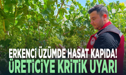Erkenci üzümde hasat kapıda! Üreticiye kritik uyarı