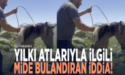 Yılkı atlarıyla ilgili mide bulandıran iddia!