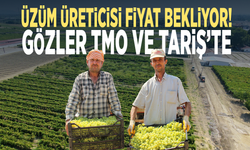 Üzüm üreticisi fiyat bekliyor! Gözler TMO ve TARİŞ’te
