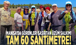 Manisa’da görenleri şaşırtan üzüm salkımı: Tam 60 santimetre!