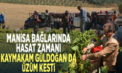 Manisa bağlarında hasat zamanı... Kaymakam Güldoğan da üzüm kesti