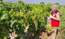 Üzüm bağlarında hasat öncesi pestisit denetimi