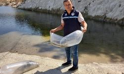 İlçe'de baraj ve göletlere 250 bin yavru sazan bırakıldı