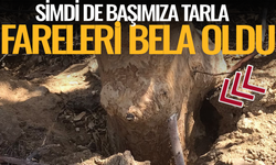 Manisa'da rtan tarla farelerine karşı mücadele başladı