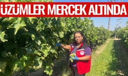 Manisa'da üzümler mercek altına alındı