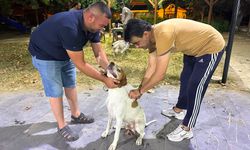 İlçede köpekler kuduz aşısı vuruluyor