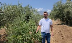 Sumağımı neden topladın? tartışması kavga dönüşüyordu