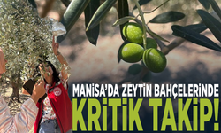 Manisa’da zeytin bahçelerinde kritik takip!