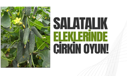 Manisa'da salatalık üreticilerinden elek ayarı tepkisi
