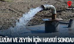 Üzüm ve zeytin için hayati sondaj
