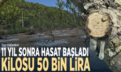 11 yıl sonra hasat başladı: Kilosu 50 bin lira