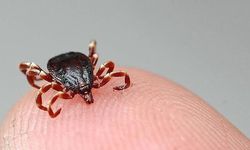 Keneden bir kişi daha hayatını kaybetti
