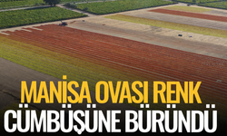 Manisa Ovası renk cümbüşüne büründü