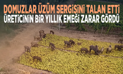 Domuzlar üzüm sergisini talan etti... Üreticinin bir yıllık emeği zarar gördü
